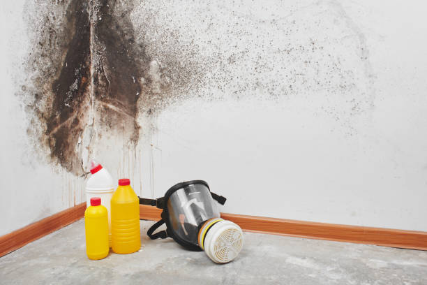 Best Residential Mold Remediation in Snyderville, UT