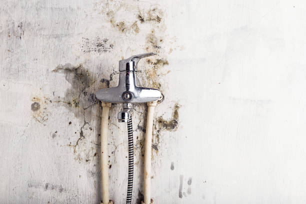 Best Insurance-Related Mold Remediation in Snyderville, UT