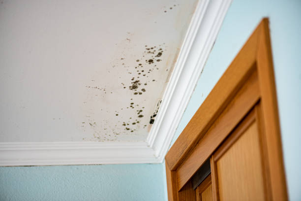 Best DIY Mold Remediation Support Services in Snyderville, UT