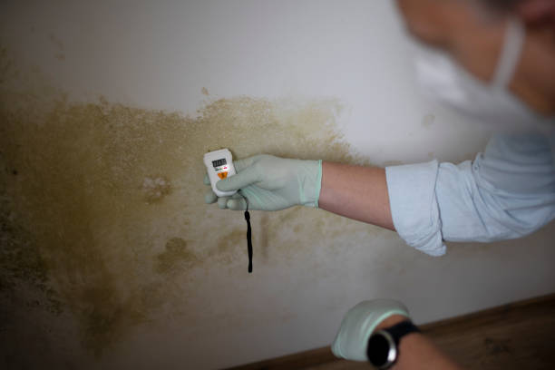 Best Post-Flood Mold Remediation in Snyderville, UT