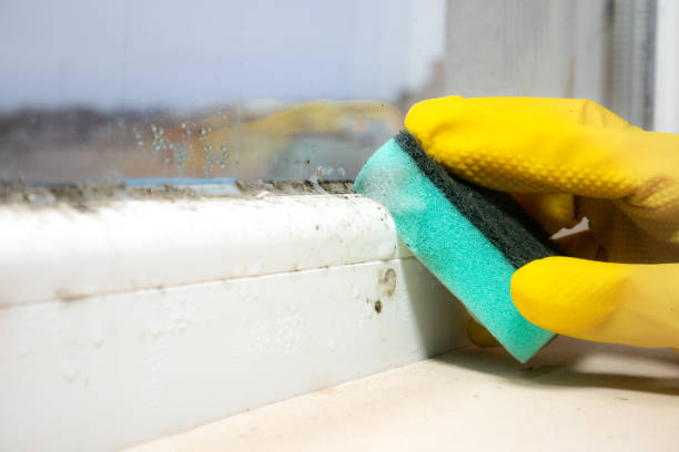 Professional Mold Remediation in Snyderville, UT