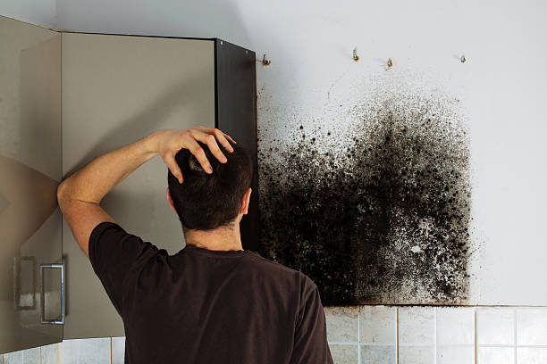 Best Commercial Mold Remediation in Snyderville, UT